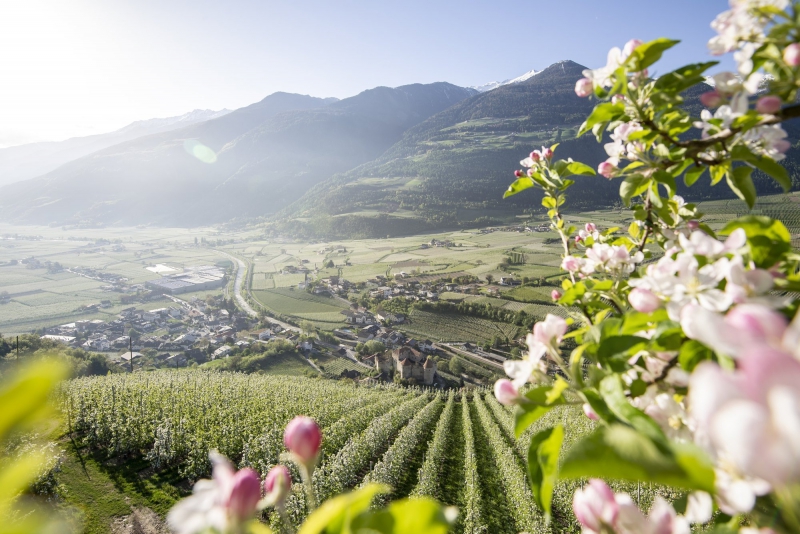 Panorama altoatesino primaverile con prati in fiore, vette alpine e cielo terso Bike Tour Evolution
