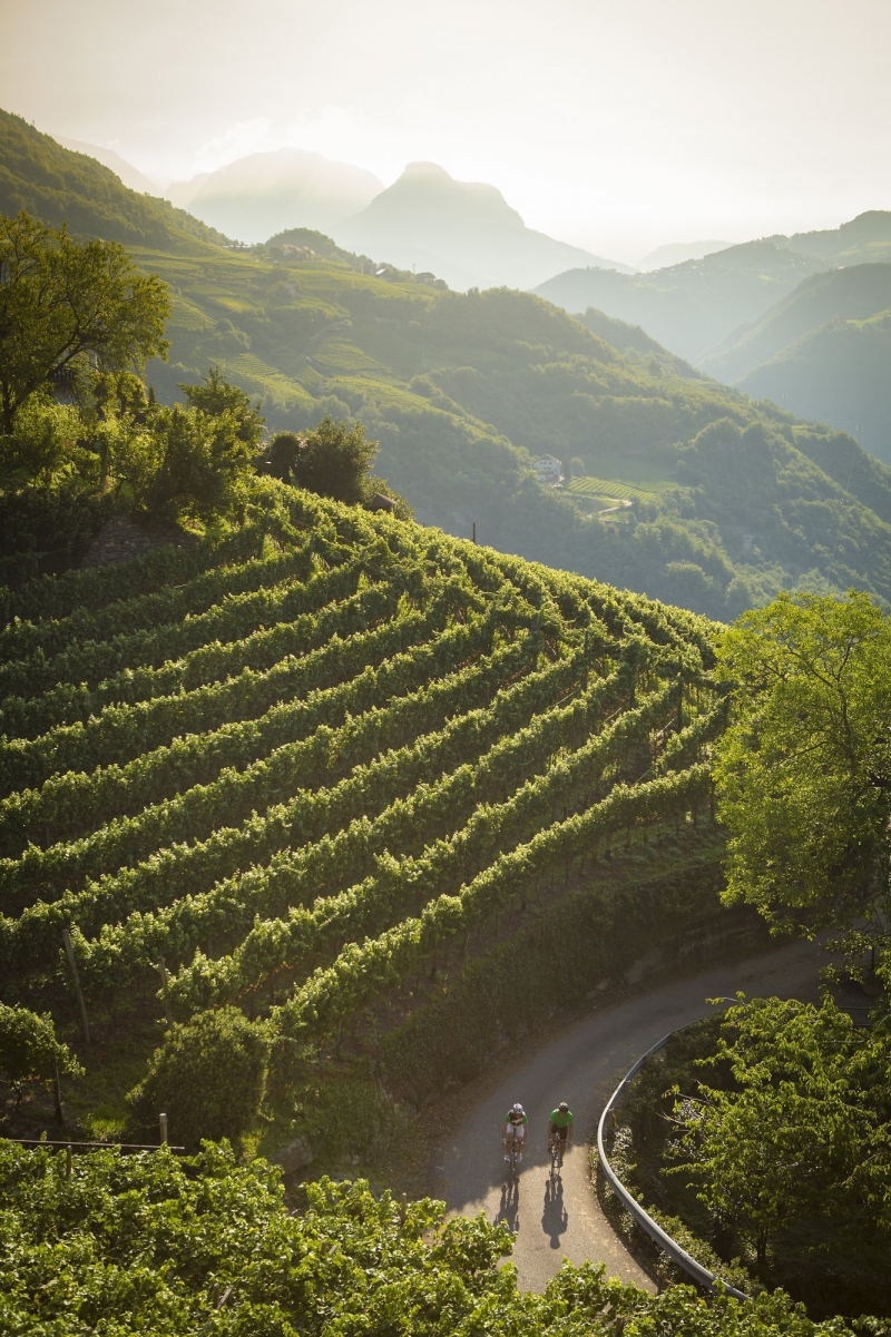Vista aerea di due ciclisti che percorrono una strada stretta tra i vigneti verdi Bike Tour Evolution