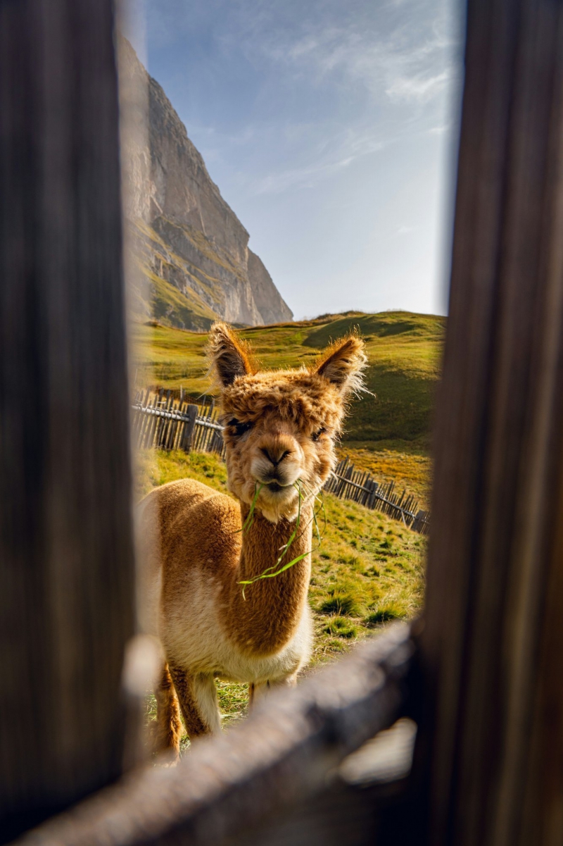 Alpaca curioso che guarda attraverso due assi di uno steccato in legno Bike Tour Evolution